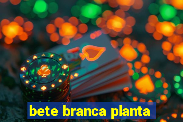 bete branca planta